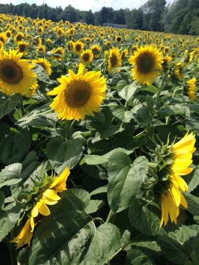 Sunflowers in July